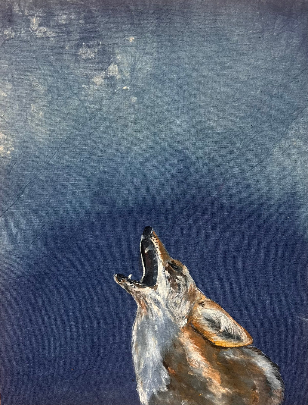 Coyote