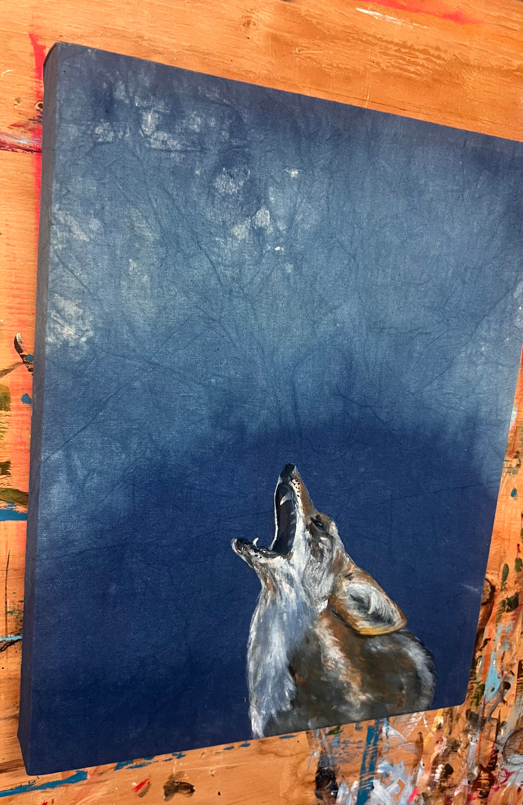 Coyote