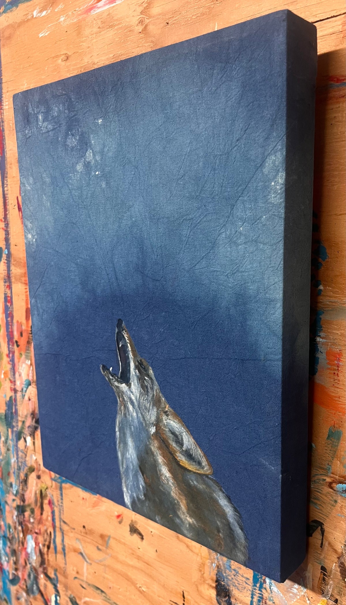 Coyote